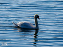 Swan – Łabędź